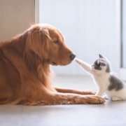 pets in your estate plan