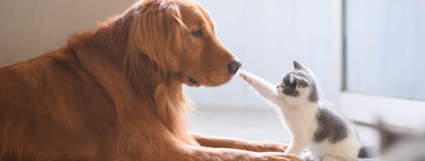 pets in your estate plan