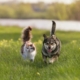 Why Pet Trusts Should be Part of Your Estate Plan in Maryland